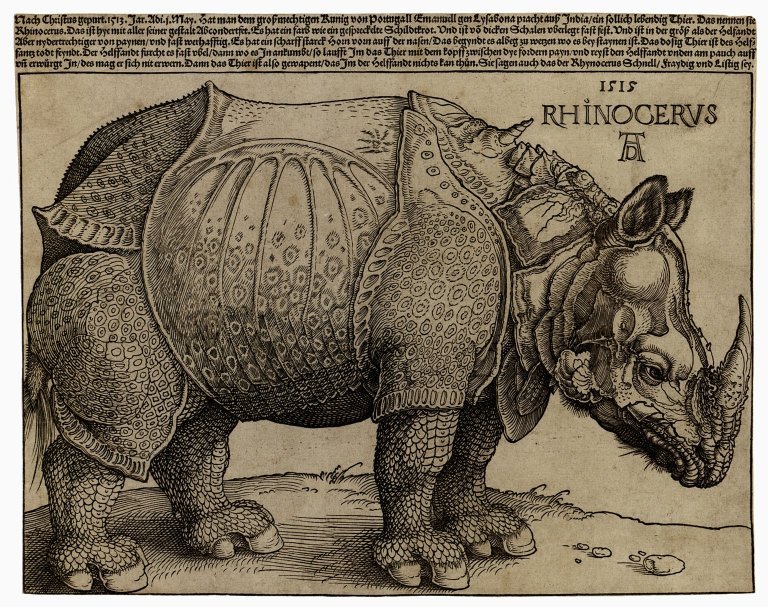 The Rhinoceros