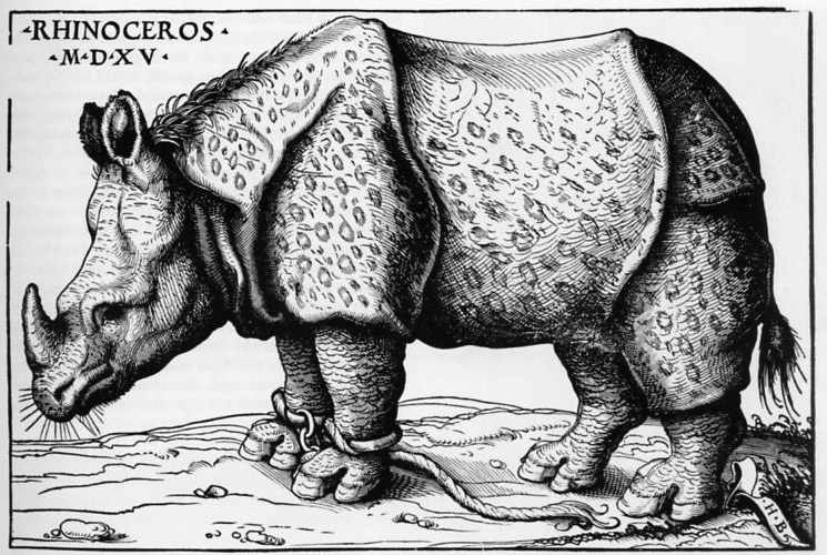 Hans Burgkmaier Rhinoceros.jpg