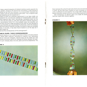 MSS111_II_1_The_DNA_Molecule_04.jpg