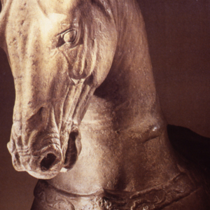 Bucephalus, horse of Alex. 