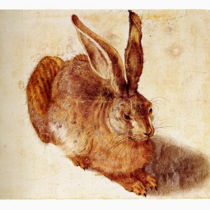 Hoefnagel Hare