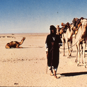 Broken-down bull camel being abandoned to die in desert. <br />
